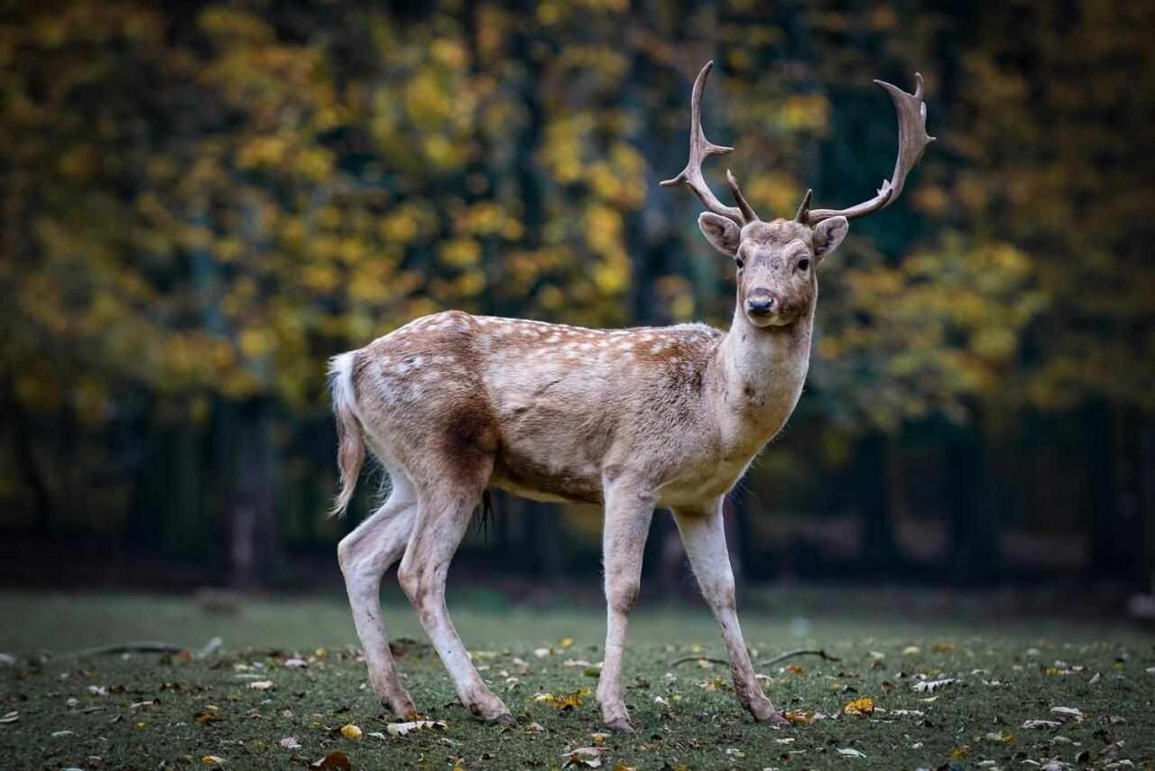 Casa Rural La Carrozal Senda Del Oso Orelleiru Eksteriør billede