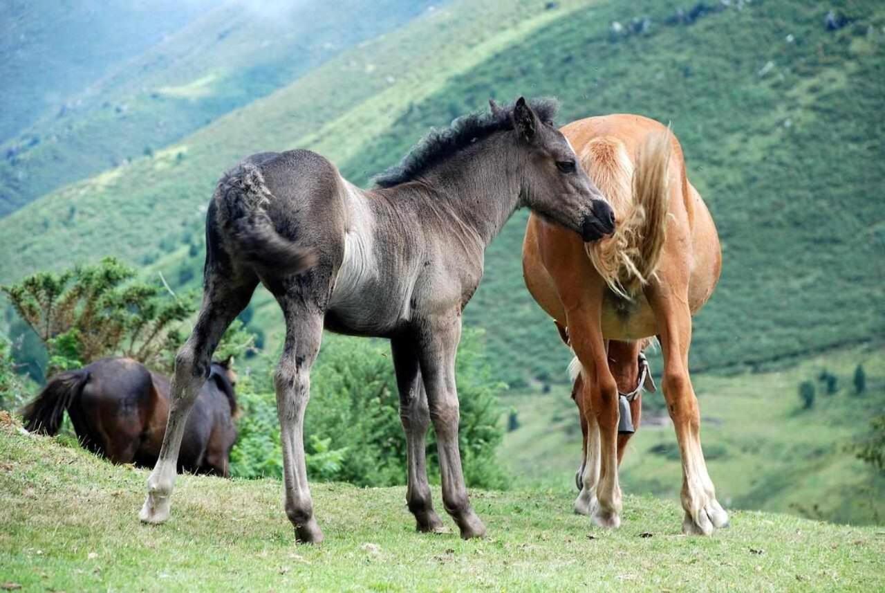Casa Rural La Carrozal Senda Del Oso Orelleiru Eksteriør billede